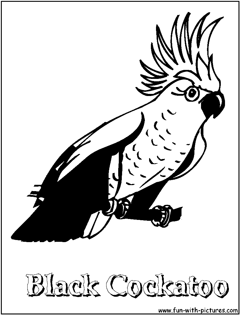 800x1050 Cockatoo Coloring Page