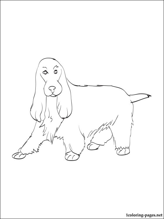 560x750 English Cocker Spaniel Coloring Page Coloring Pages