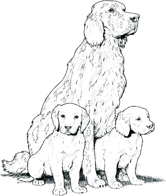 564x664 Cocker Spaniel Coloring Pages