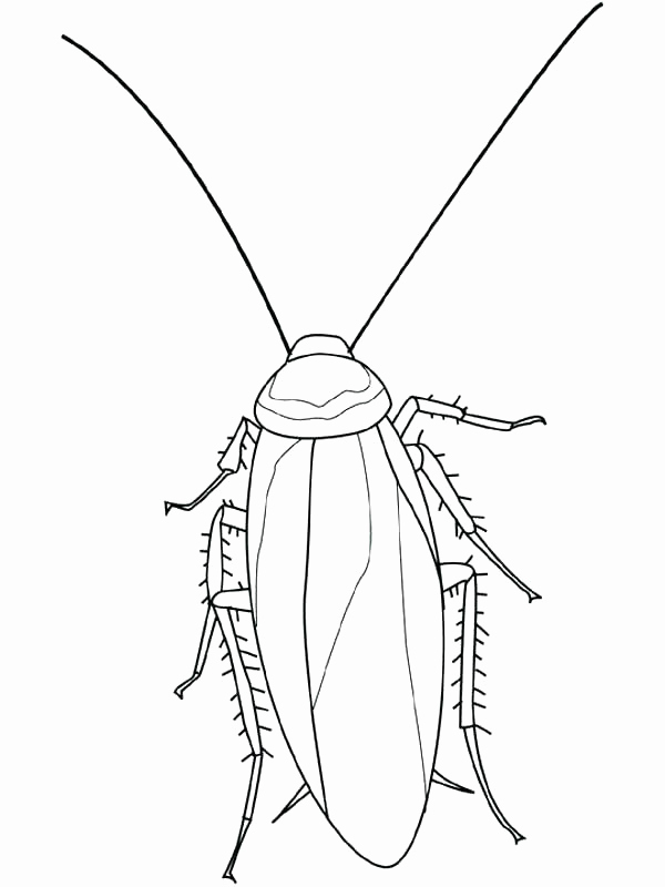 600x800 Mosquito Coloring Page Cockroach Coloring Pages Cockroach Insect