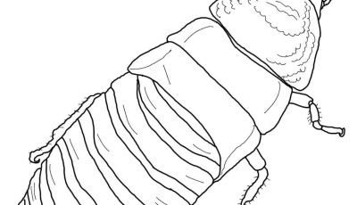 400x230 Unique Animal Coloring Pages Pdf Collection Printable Coloring Sheet