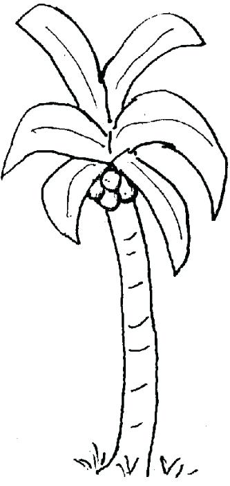 333x702 Coconut Tree Colouring Page Chicka Chicka Boom Boom Coloring Page