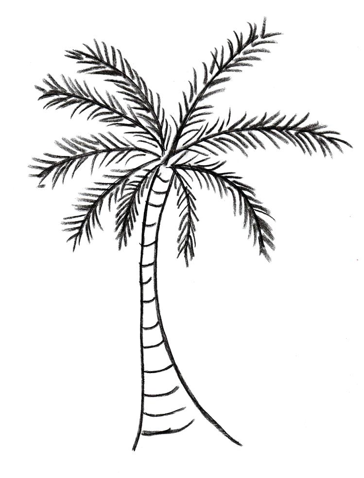 749x984 Coconut Tree Coloring Page Palm Tree Drawing Coconut Tree