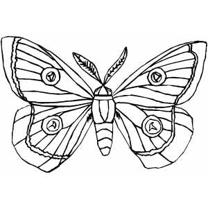 300x300 Moth Coloring Page