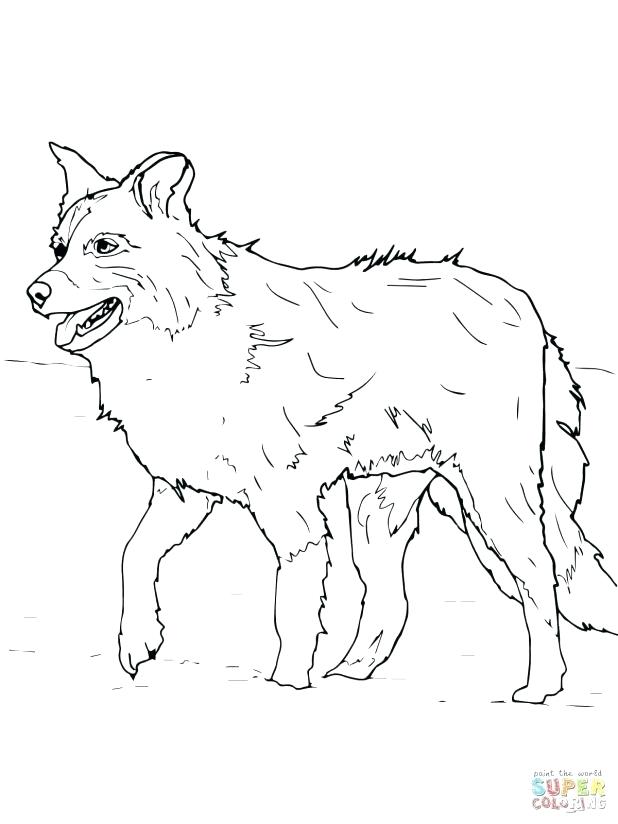 618x824 Border Collie Coloring Pages Scotch Sheep Dog Or Border Collie