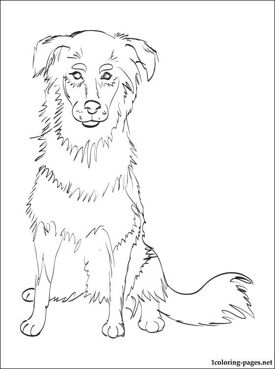 560x750 English Shepherd Coloring Page Coloring Pages