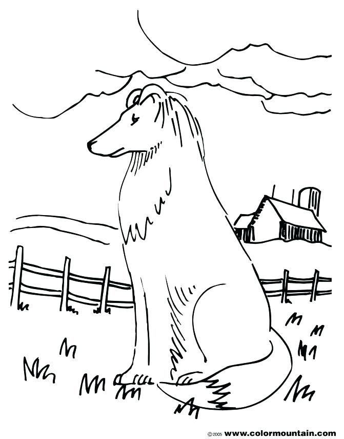 671x855 Border Collie Coloring Pages