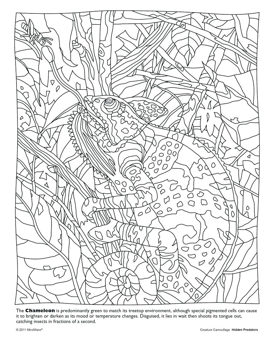 878x1085 Color Counts Coloring Pages Hidden Picture