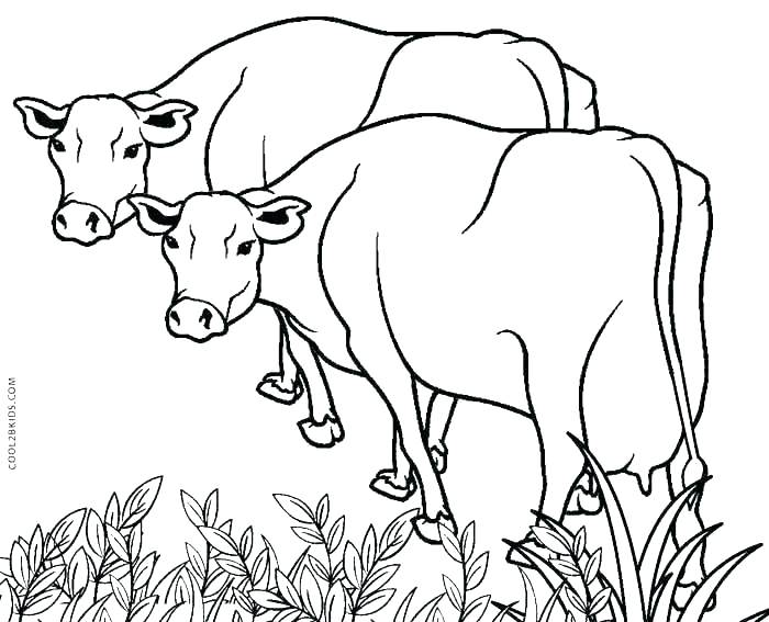 700x567 Cow Pictures To Color And Cow Coloring Pages Animals Background