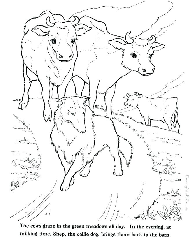 670x820 Cow Pictures To Color Plus Coloring Pages Of Cows Pictures Of Farm