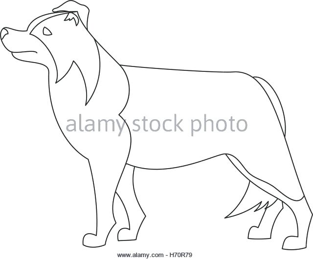 640x532 Border Collie Colouring Sheets Kids Coloring Border Collie