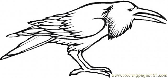 643x300 Crow Coloring Pages All Coloring Pages
