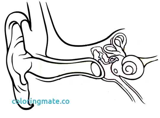 540x400 Attractive Ear Coloring Pages Pictures