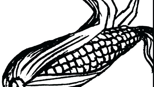 585x329 Corn Coloring Pages Com Excellent Impressive Clip Art Ear Of Page