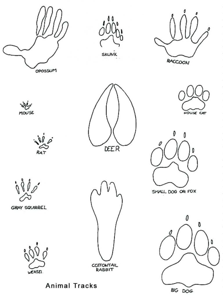 768x1030 Coloring Pages Of Animal Footprints Copy Fresh Footprint Page