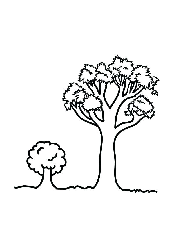 Coloring Page Oak Tree at GetDrawings | Free download