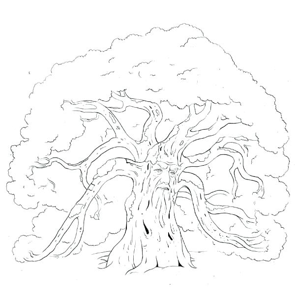 600x600 Red Oak Tree Coloring Page Family Pages Printable Go Digital