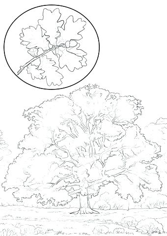 340x480 Oak Tree Coloring Page