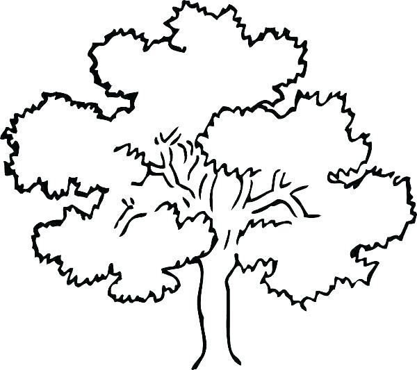 Coloring Page Oak Tree at GetDrawings | Free download