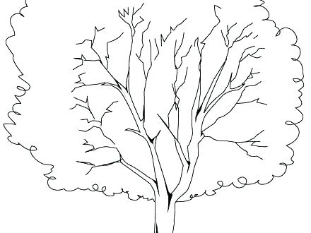 440x330 Oak Tree Coloring Pages Teleks Site