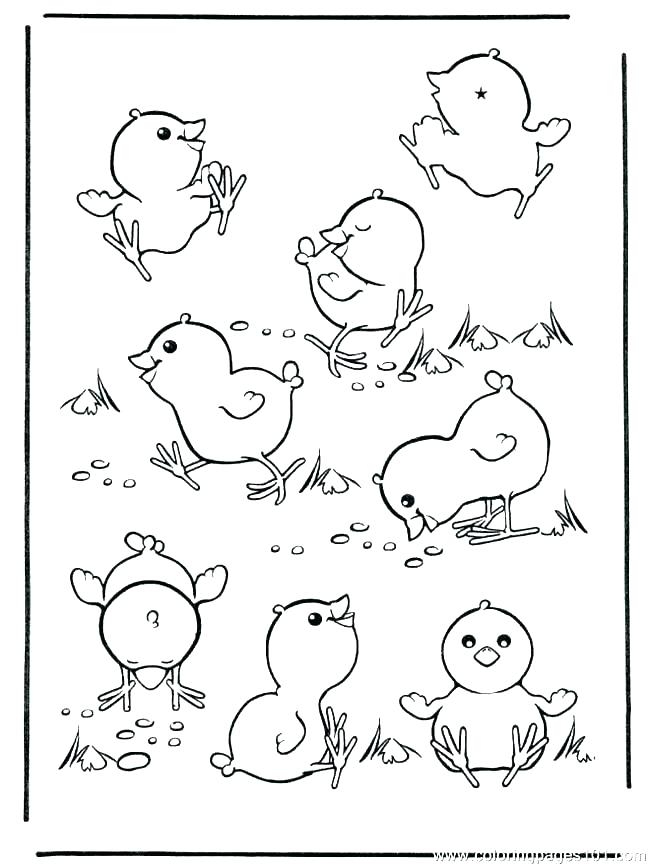 650x866 Free Printable Baby Chick Coloring Pages For Kids Baby Chicks