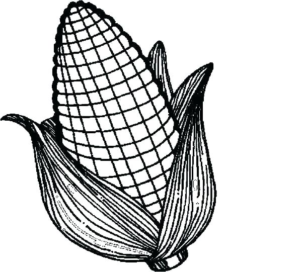 600x541 Corn Coloring Pages Best Of Corn Coloring Pages Pictures Free
