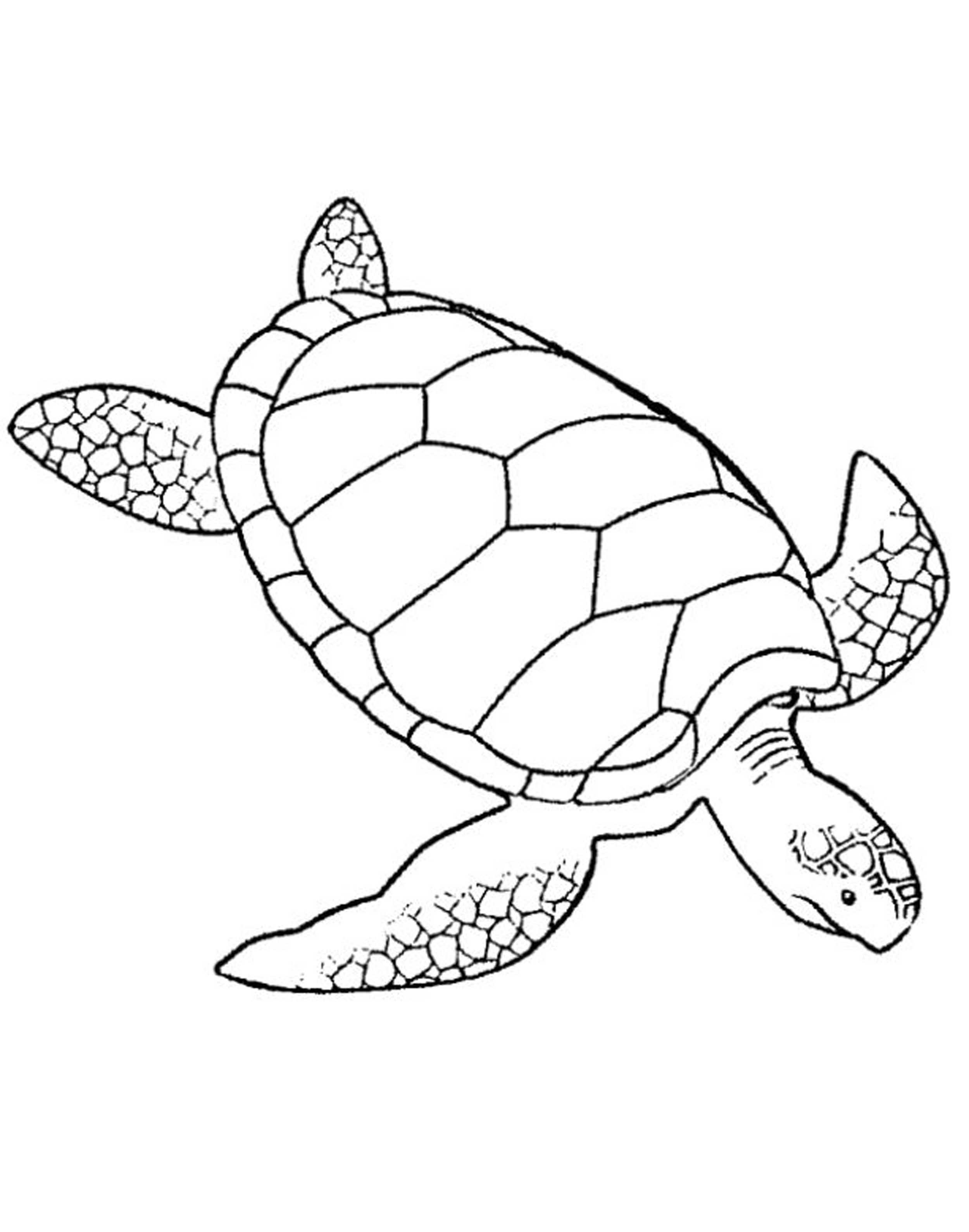 2500x3178 Easy Printable Turtle Coloring Pages