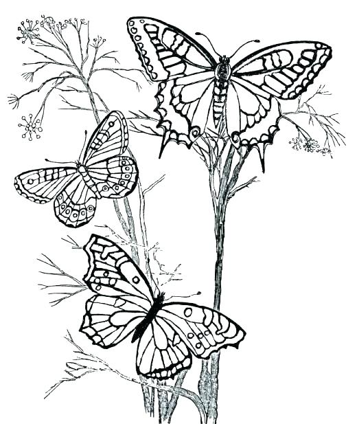 520x617 Coloring Pages For Year Olds Coloring Pages For Year Coloring