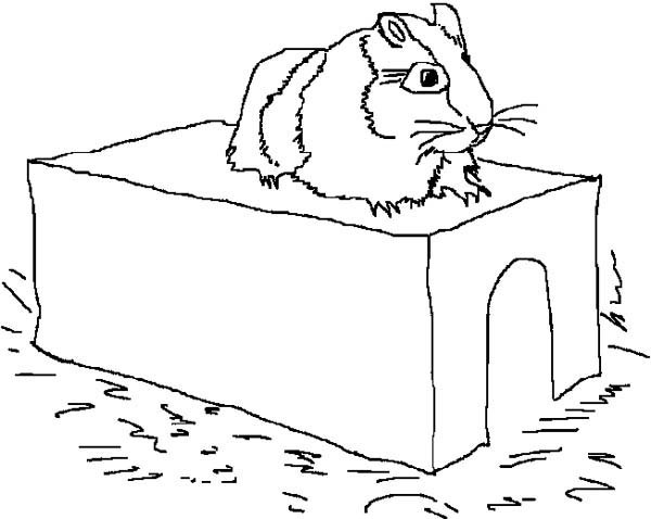 600x478 Guinea Pig Coloring Pages