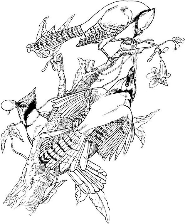630x763 Bird Coloring Pages Adults Picture Bird Coloring Pages
