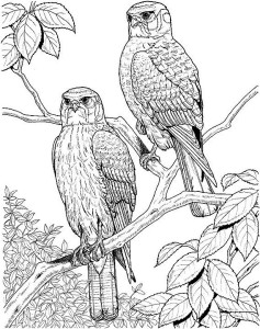 237x300 Birds Free Coloring Pages For Kids Page Kids Coloring