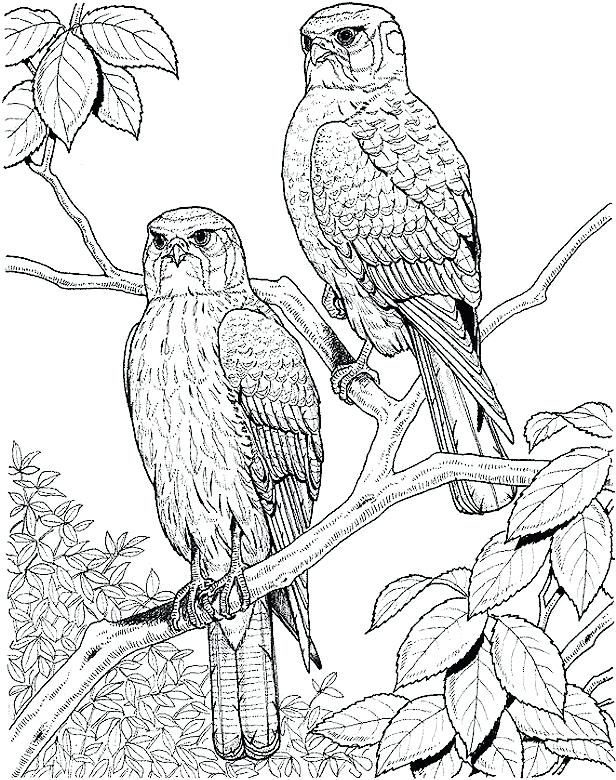 616x780 Coloring Pages For Birds Coloring Pages Birds Realistic Lovely