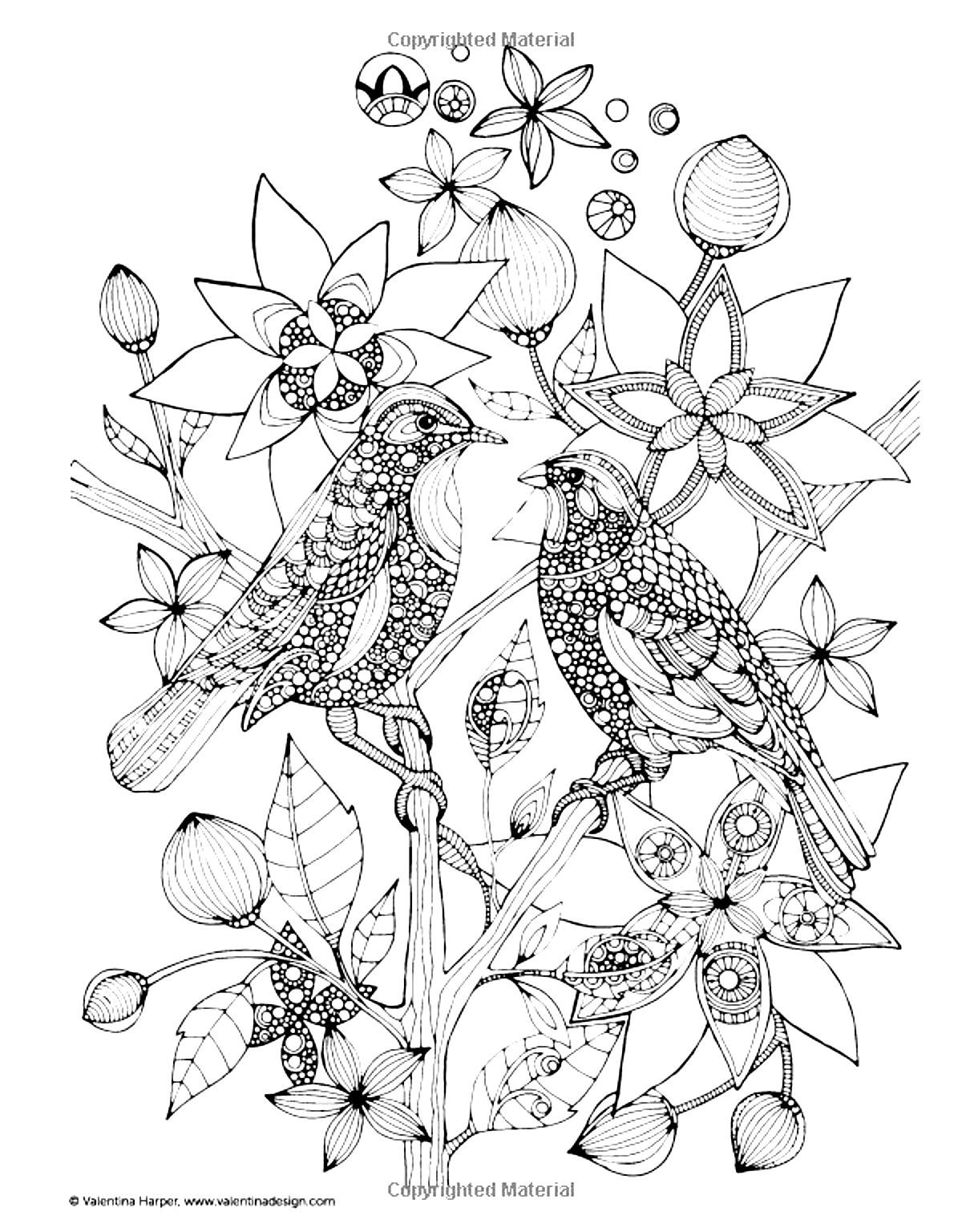 1200x1536 Free Coloring Page Coloring Adult Two Birds Drawing Of Two Wise