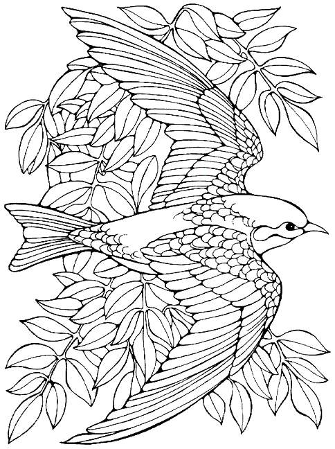 484x648 Printable Advanced Bird Coloring Pages For Adults Free