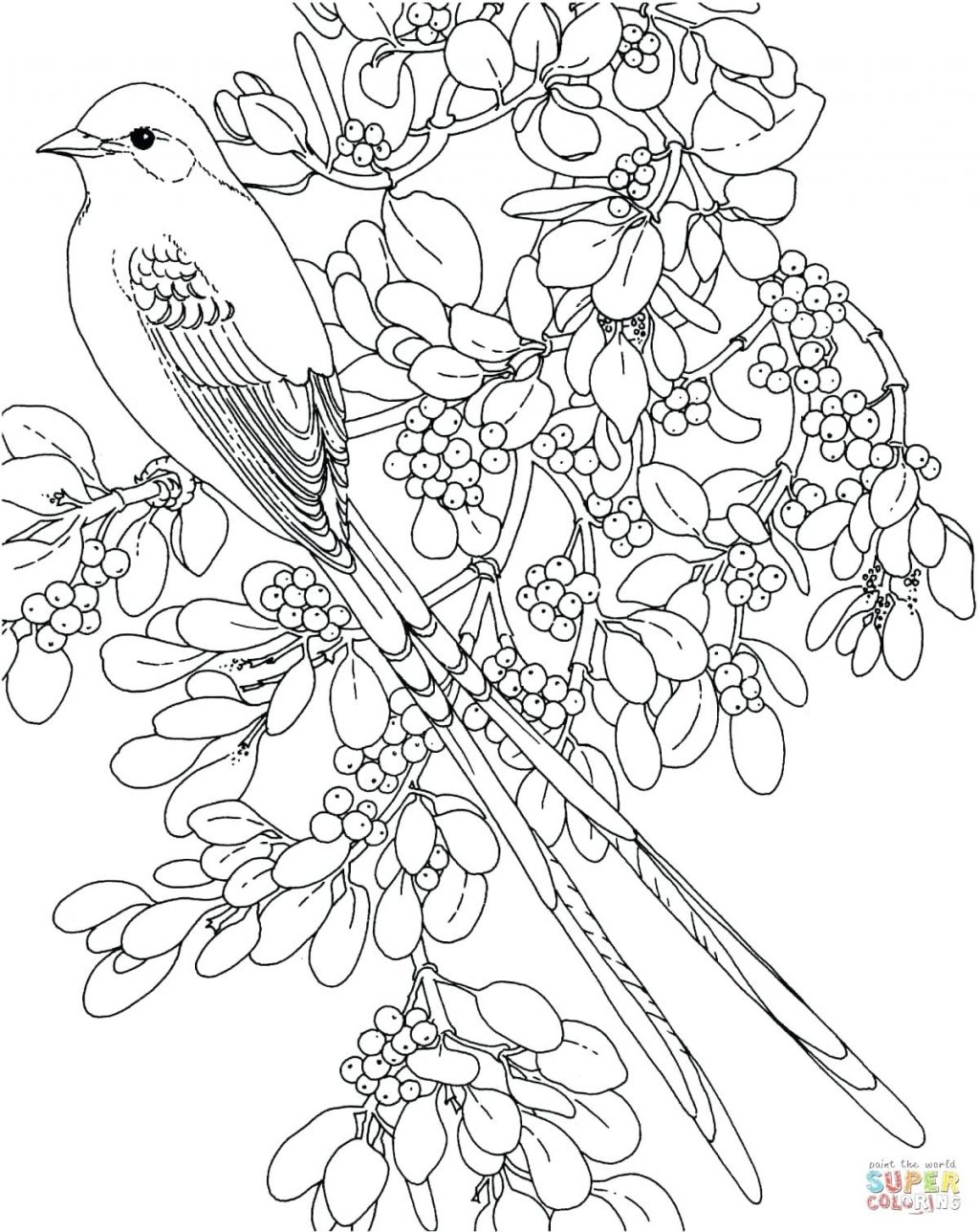 1024x1288 Coloring Pages Birds Coloring Pages Scissor Tailed Flycatcher