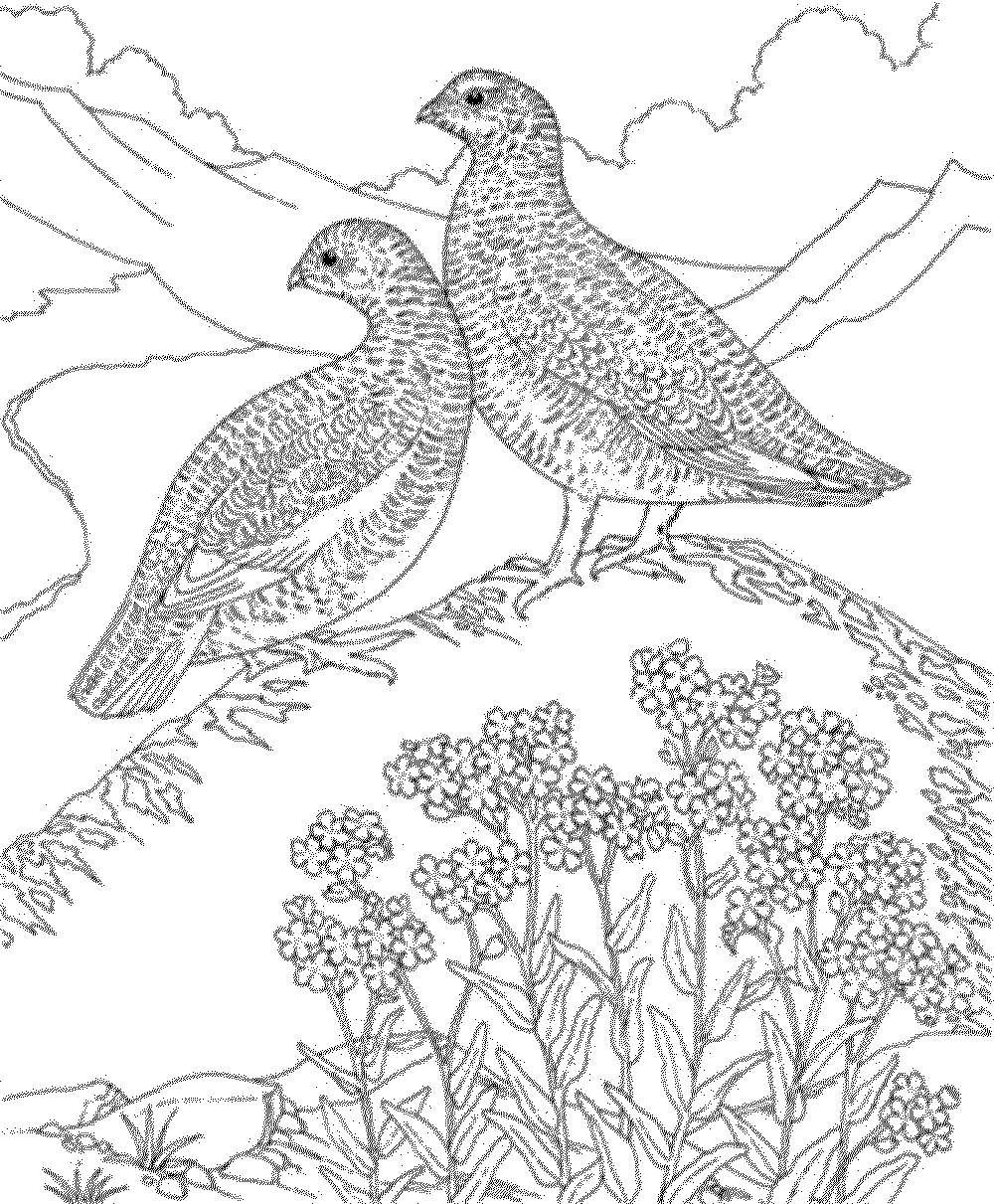 1000x1211 Bird Coloring Pages For Adults Bird Coloring Pages And Bird