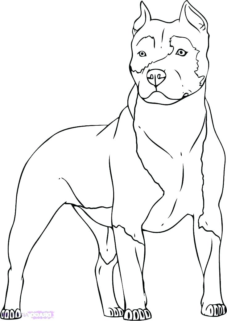 736x1042 Pitbull Coloring Page Coloring Page Coloring Pages For Adults Face