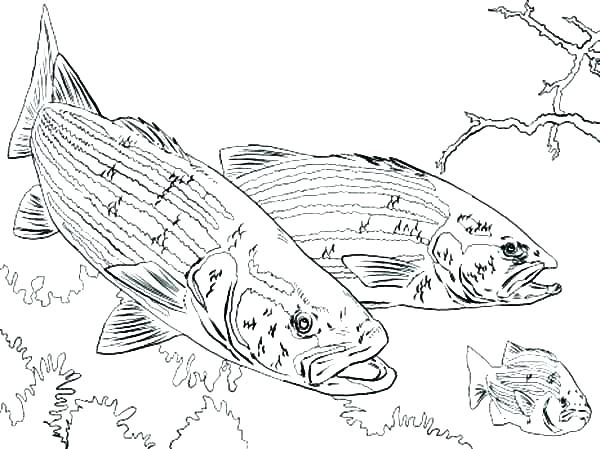 600x449 Bass Coloring Pages Printable Fish Coloring Pages Adult Fish