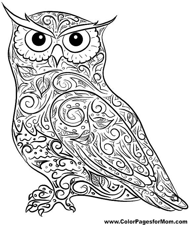 621x737 Adult Owl Coloring Page