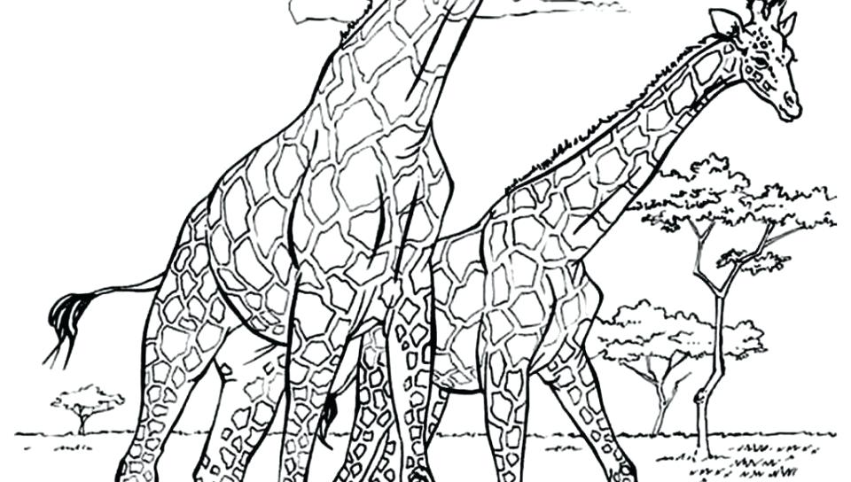 960x544 Coloring Pages Of Animals To Print Adult Giraffes Coloring Pages