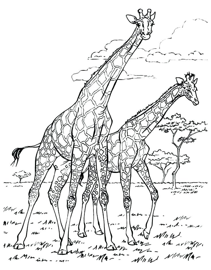 736x943 Giraffe Color Page Print Adult Giraffes Coloring Pages Free