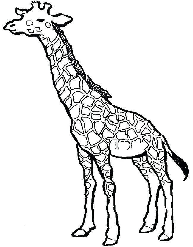 650x830 Giraffe Coloring Pages Coloring Pages Of Giraffes Simple Giraffe