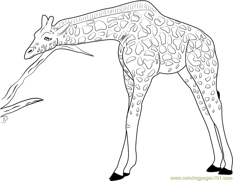800x621 Giraffe Relaxing Coloring Page