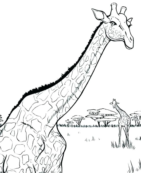 600x734 Giraffe Coloring Pages