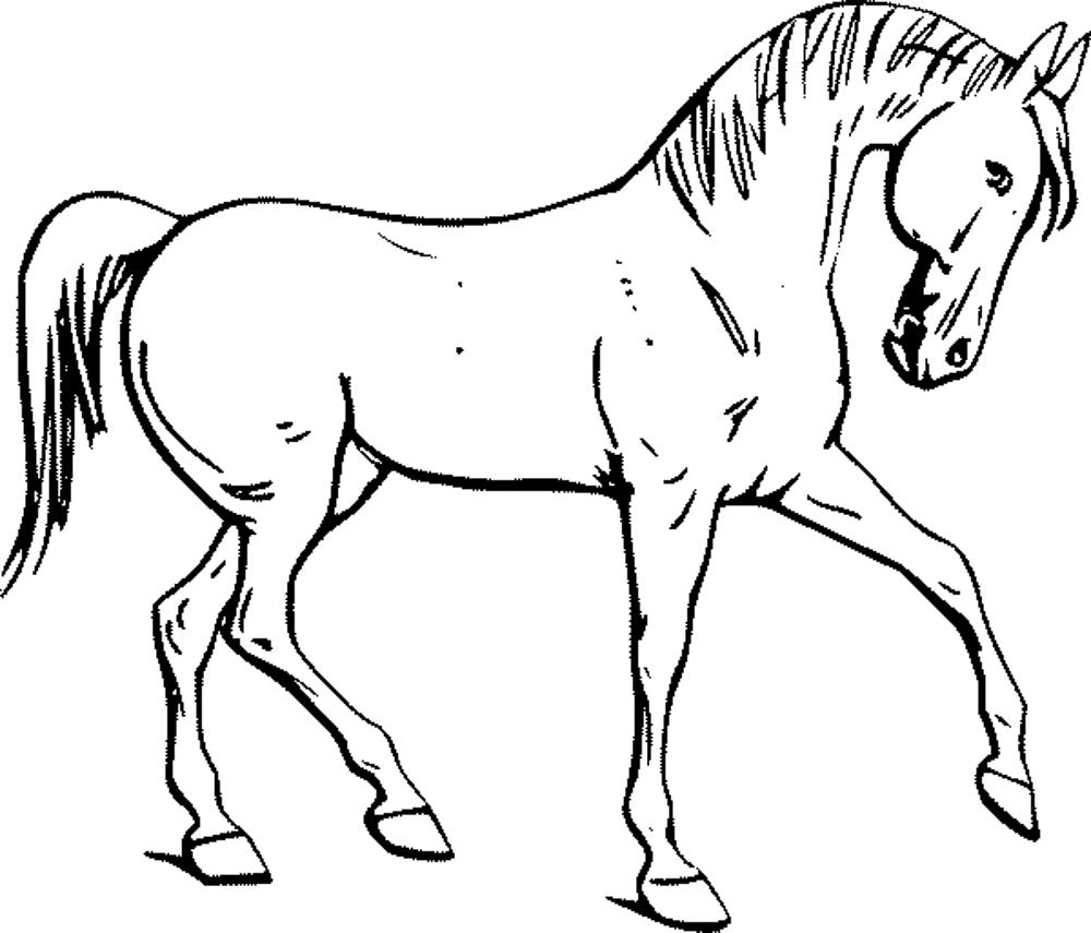 1000x855 Unthinkable Horse Color Pages Fun Coloring For Your Kids Printable