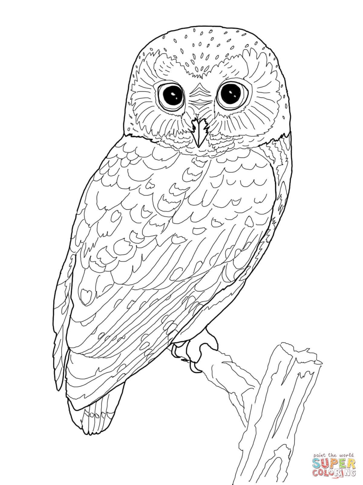 1200x1600 Owl Colouring Sheet