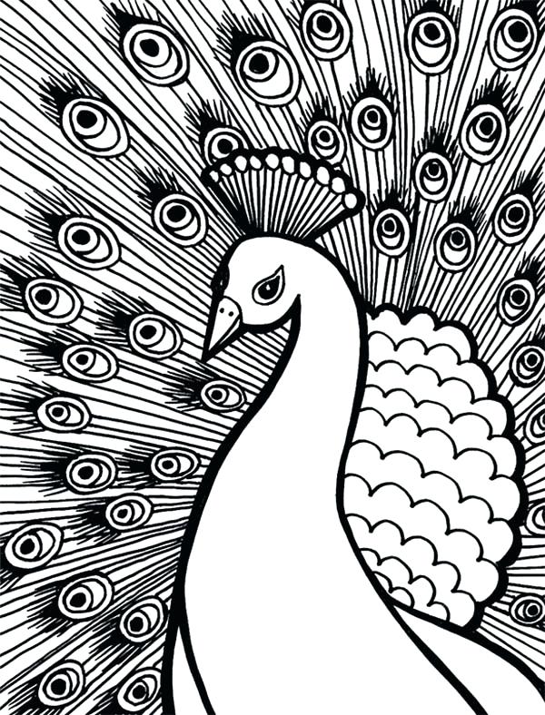 600x788 Peacock Coloring Book And Coloring Pages Of Peacocks Pictures