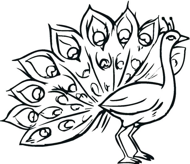 615x530 Peacock Coloring Pages Free Printable Coloring Pages For Adults