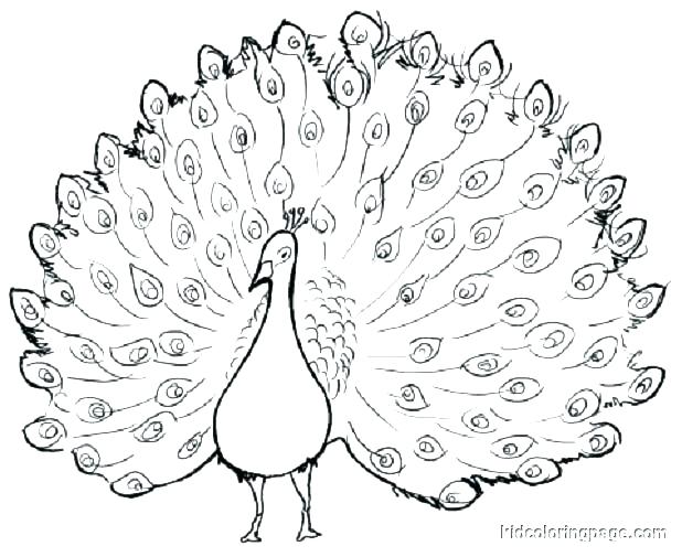 618x505 Coloring Pages Peacock Peacock Coloring Pages For Adults Download
