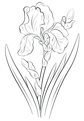 333x480 Simple Flower Coloring Pages Easy Flower Coloring Pages Free